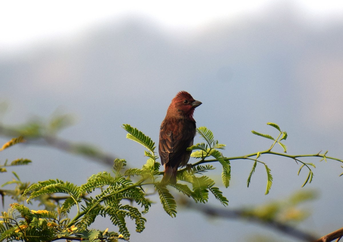 hýl rudý - ML645774246