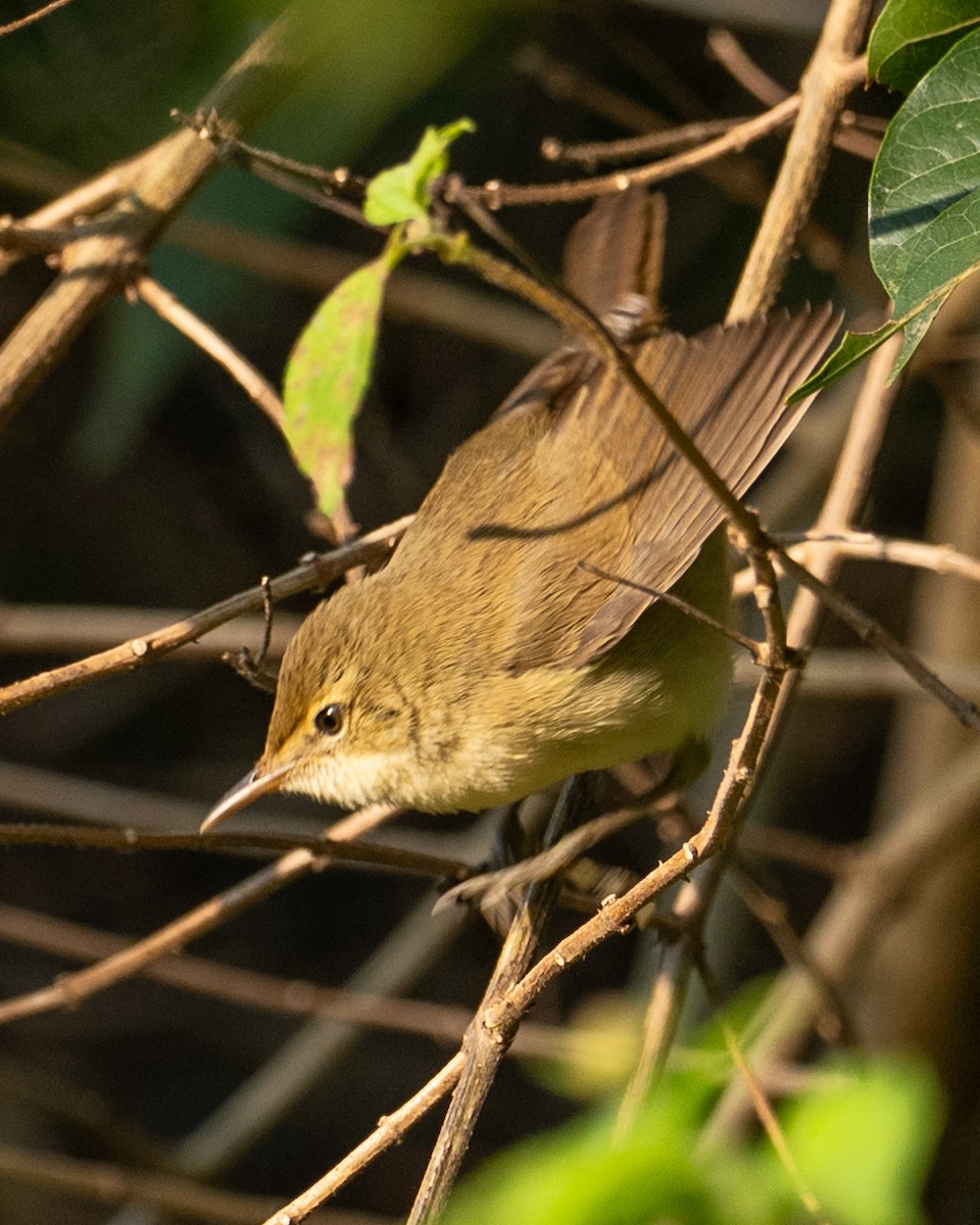 rákosník pokřovní - ML645774247
