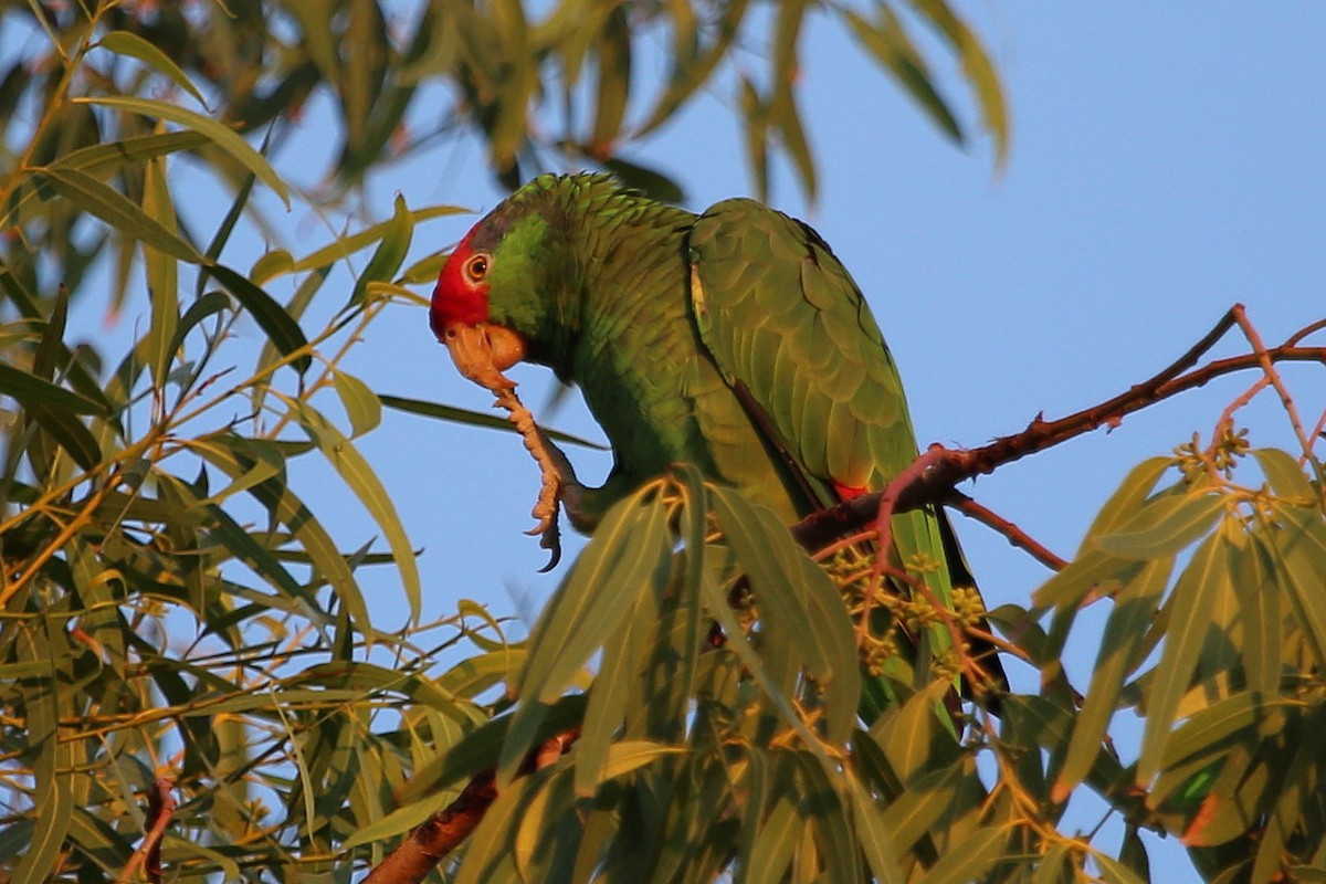 amazoňan zelenolící - ML645774250