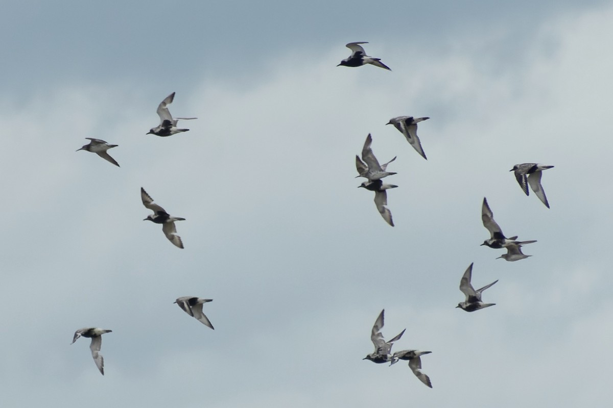 jespák velký - ML645774251