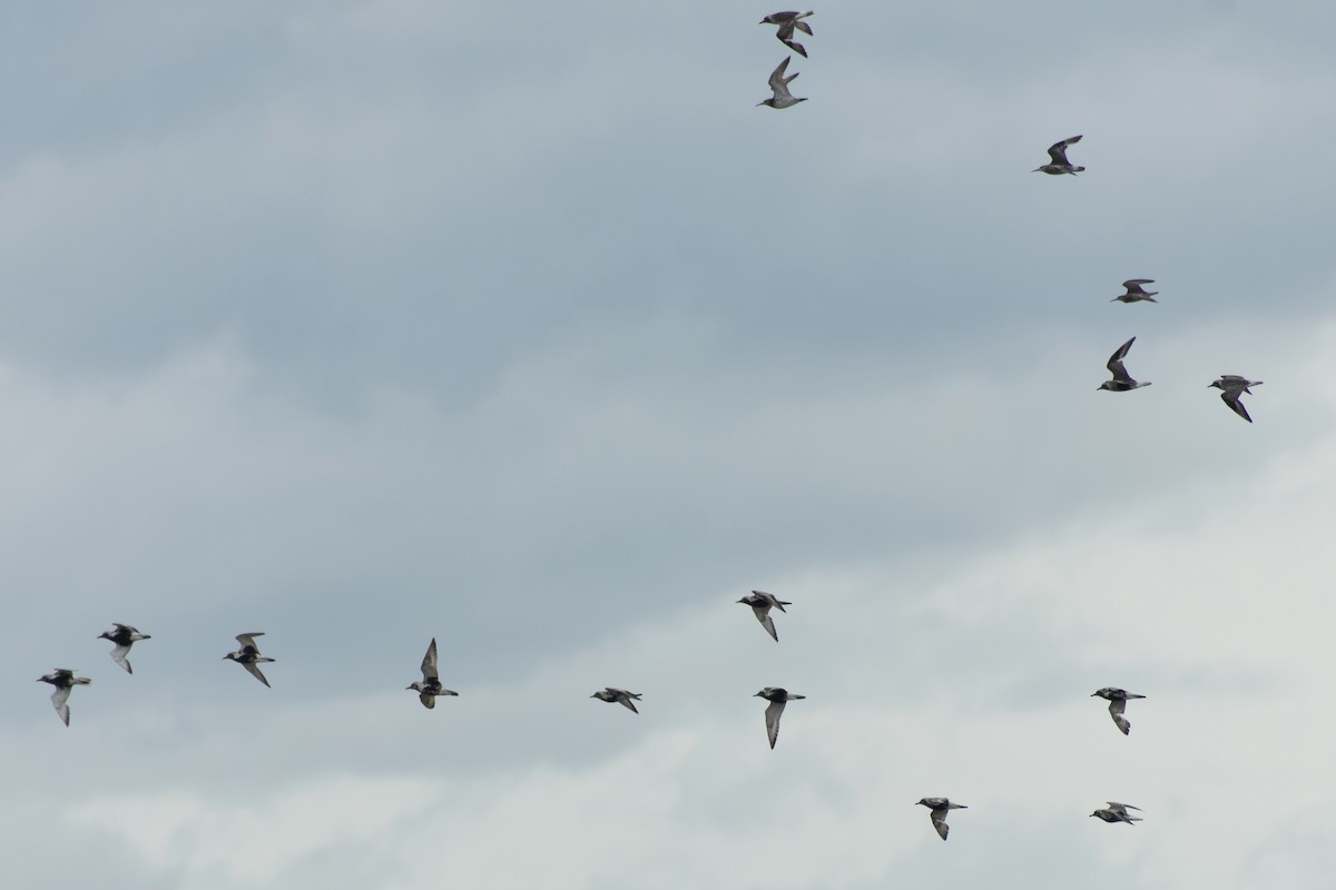 jespák velký - ML645774252