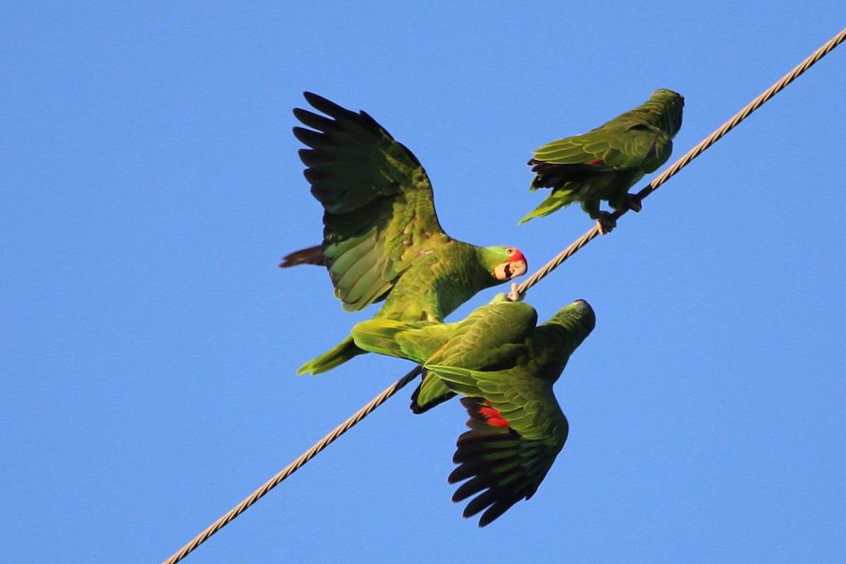 amazoňan zelenolící - ML645774253