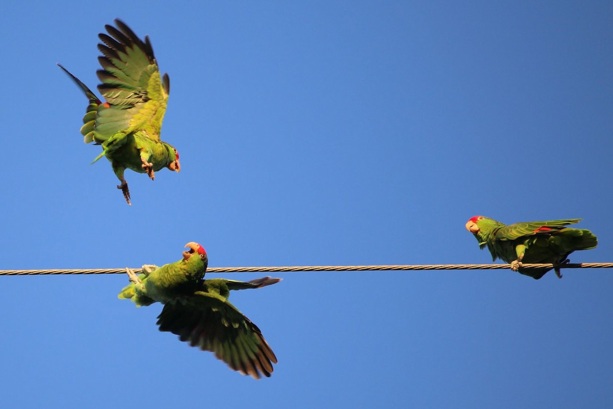 amazoňan zelenolící - ML645774254