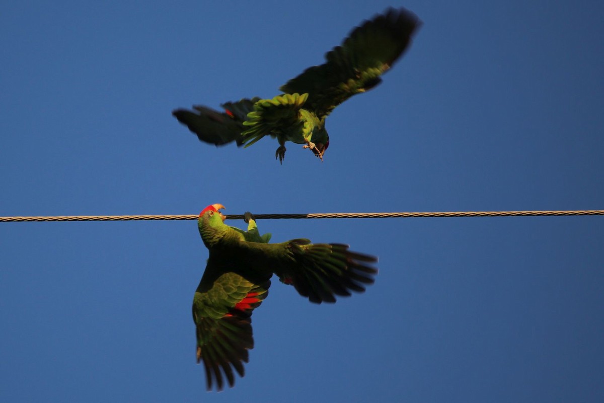 amazoňan zelenolící - ML645774255