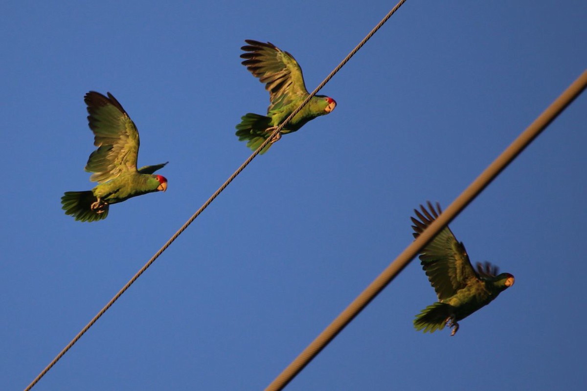 amazoňan zelenolící - ML645774256