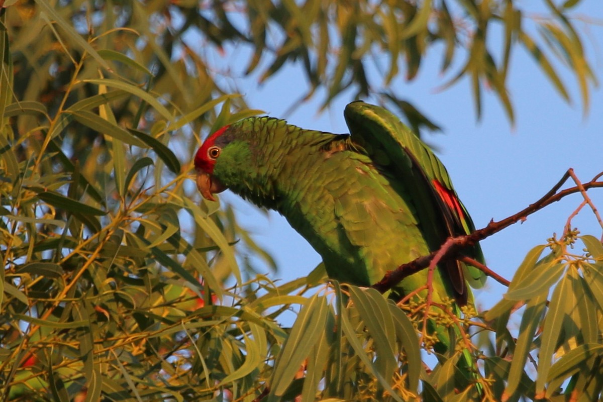 amazoňan zelenolící - ML645774257