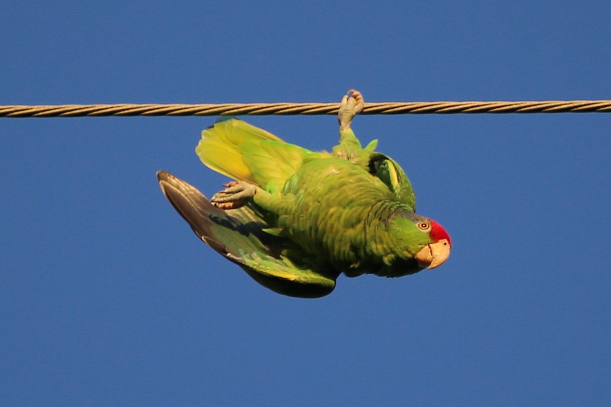 amazoňan zelenolící - ML645774259