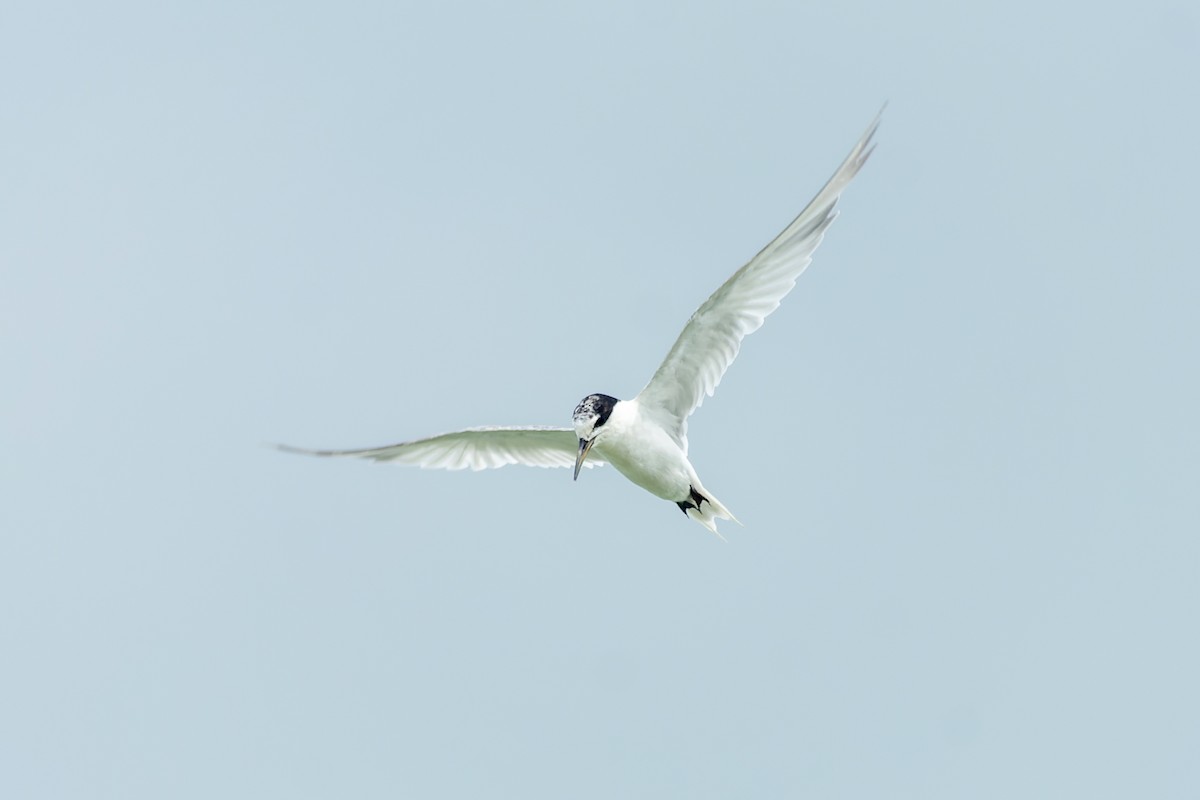 rybák malý - ML645774261