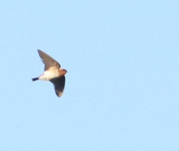 vlaštovka rezavohlavá - ML645774267