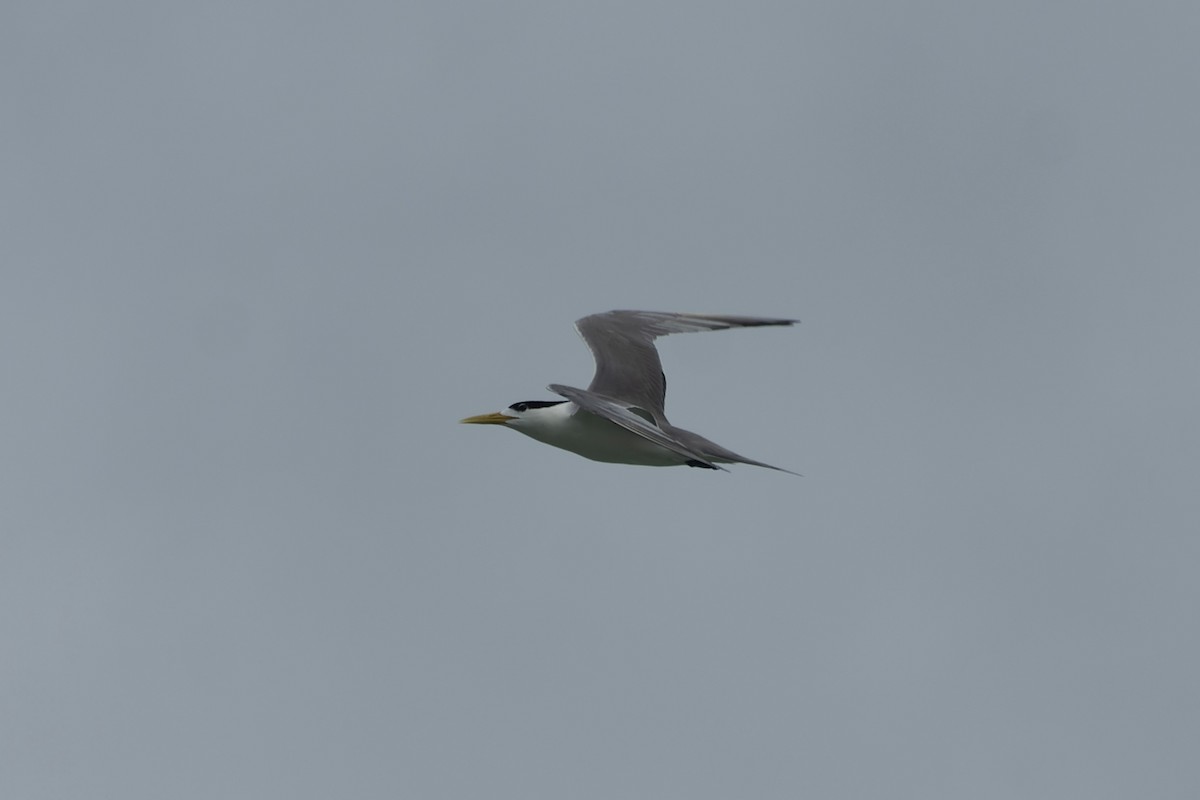 rybák chocholatý - ML645774269