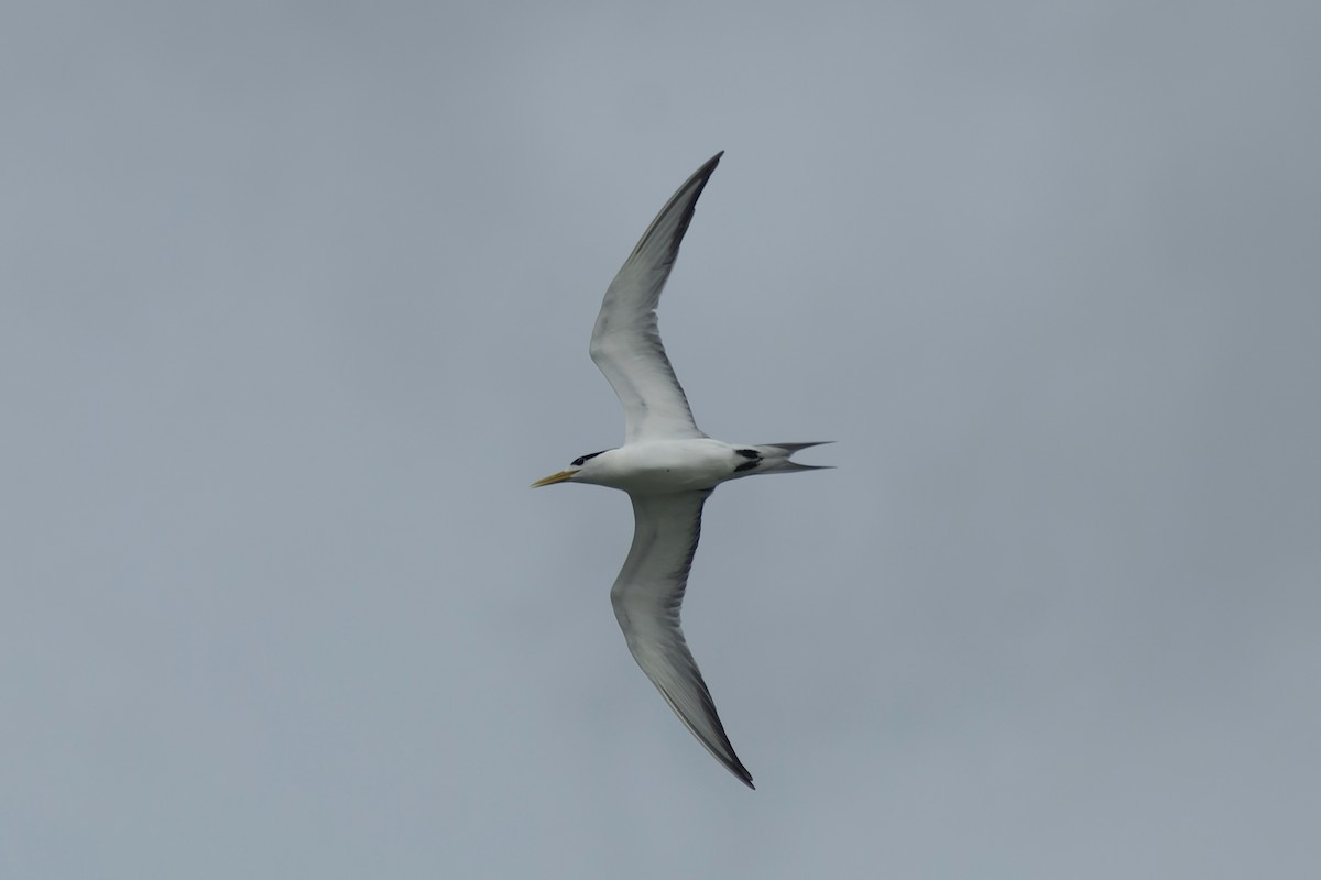 rybák chocholatý - ML645774270