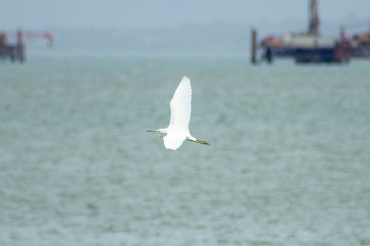 volavka žlutozobá - ML645774271