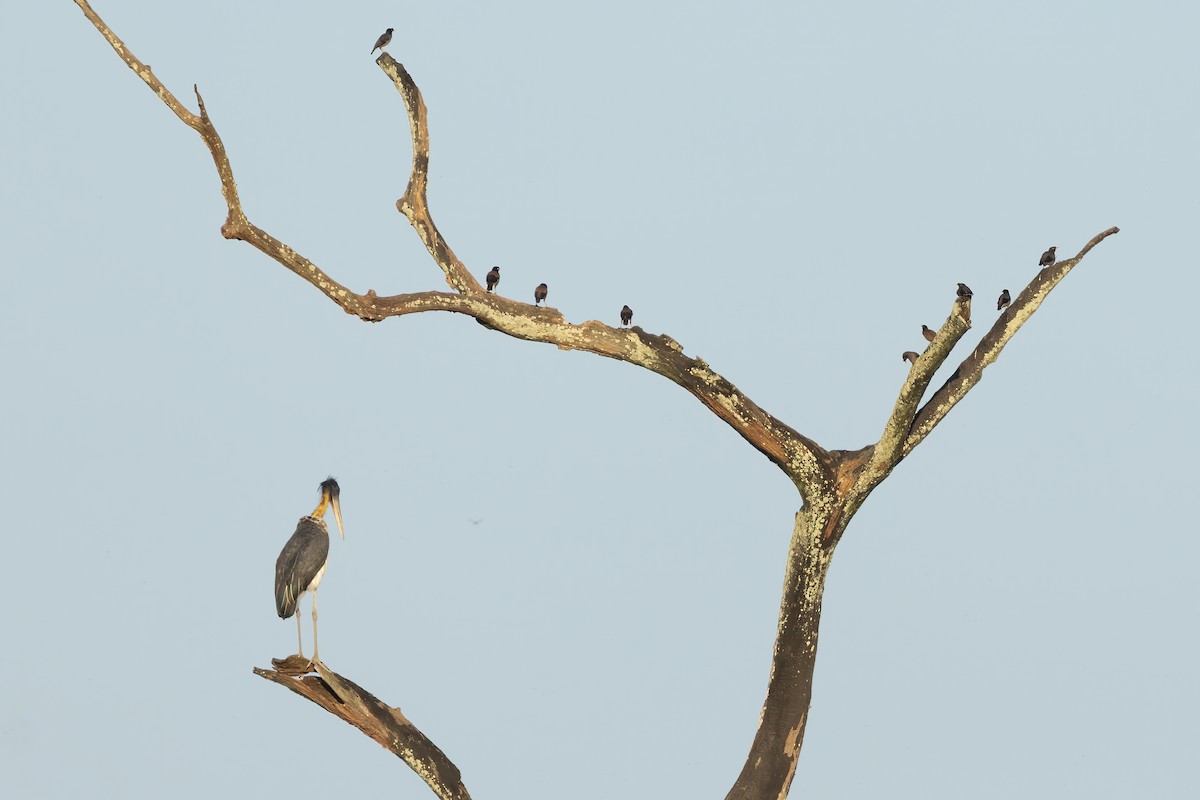 marabu malajský - ML645774273