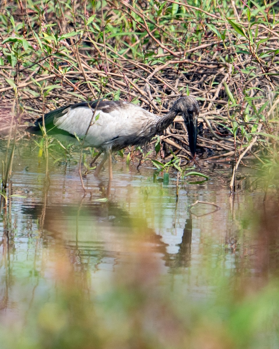 zejozob asijský - ML645774275