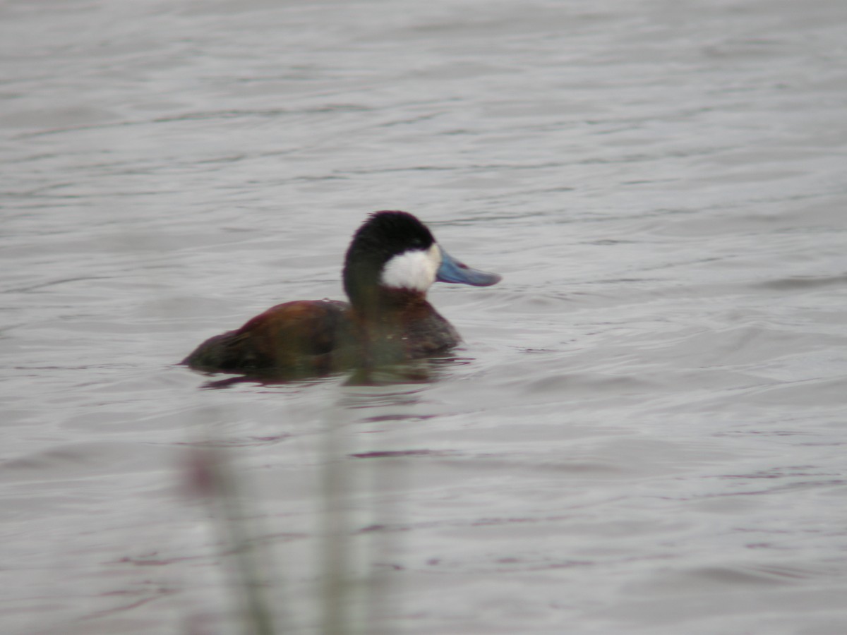 kachnice kaštanová - ML645774276