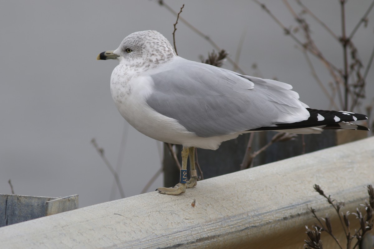 Delawareko kaioa - ML645774278