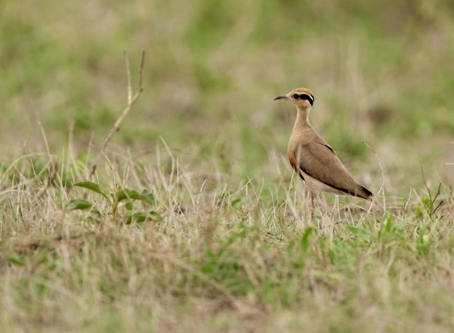 Temminck's Courser - ML645774282
