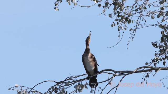 Great Cormorant (Eurasian) - ML645774283