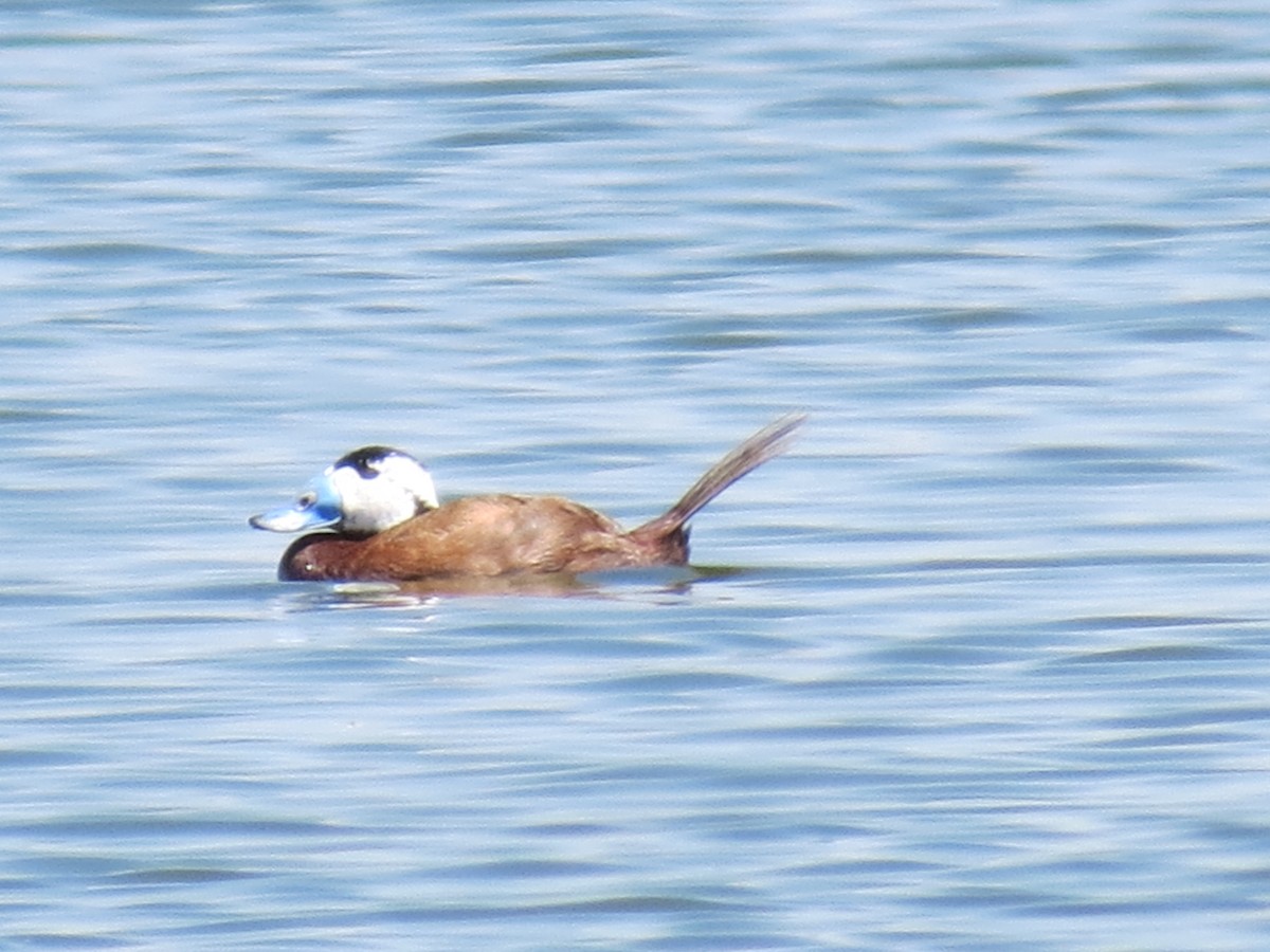 White-headed Duck - ML645774289