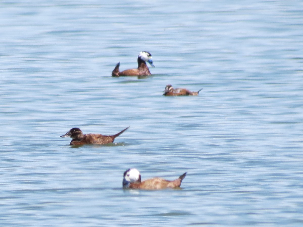 White-headed Duck - ML645774290