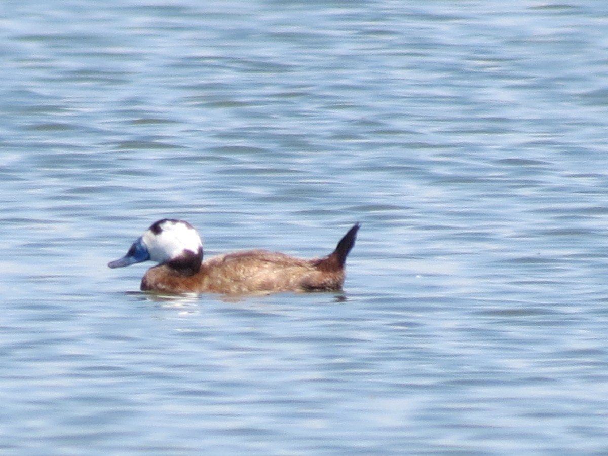 White-headed Duck - ML645774291