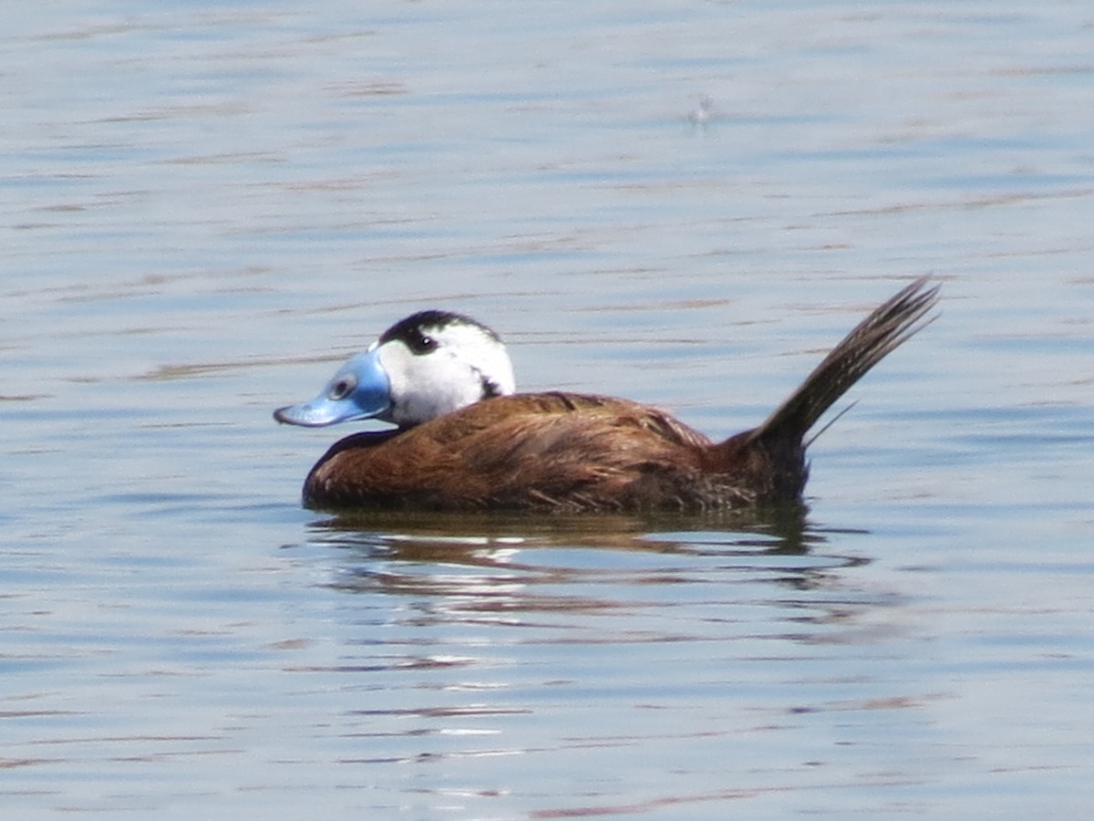 White-headed Duck - ML645774292