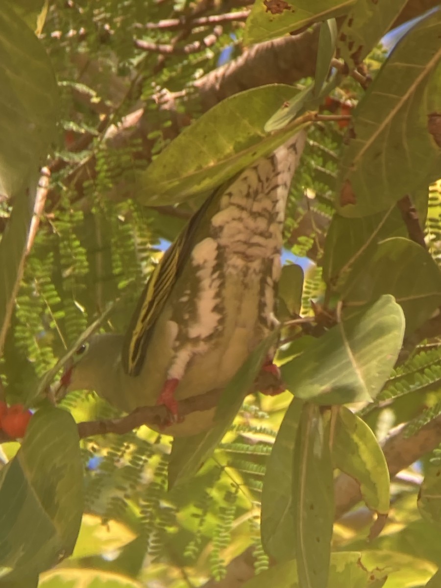 Thick-billed Green-Pigeon - ML645774293