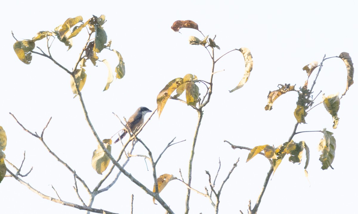 Gray-backed Shrike - ML645774294