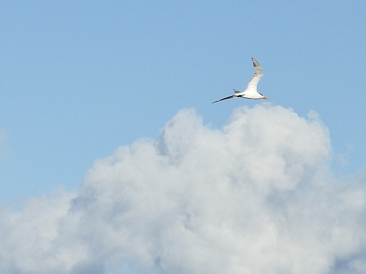 Royal Tern - ML645774295