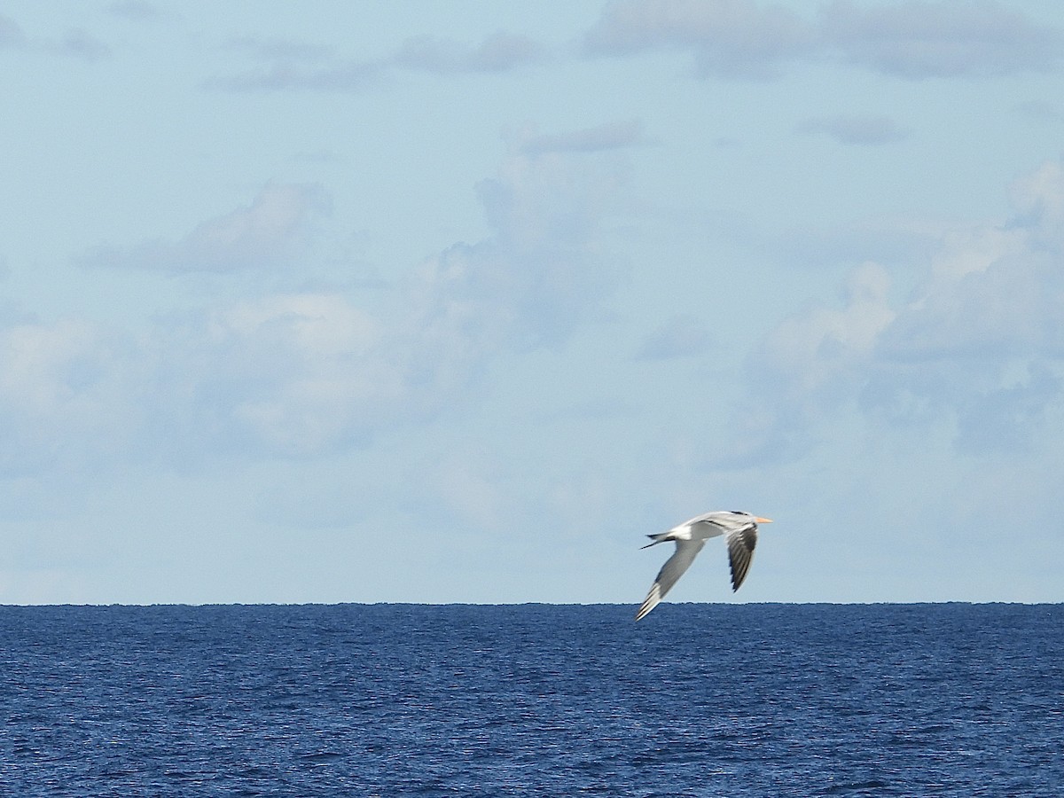 Royal Tern - ML645774296