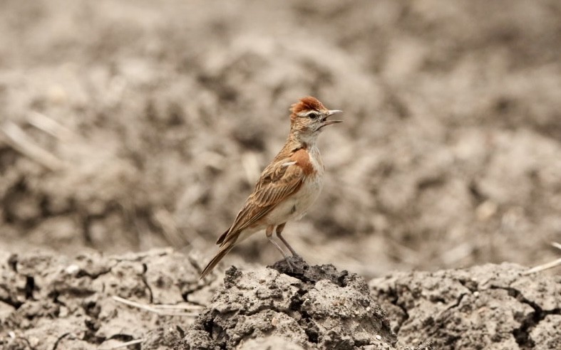 Red-capped Lark - ML645774297