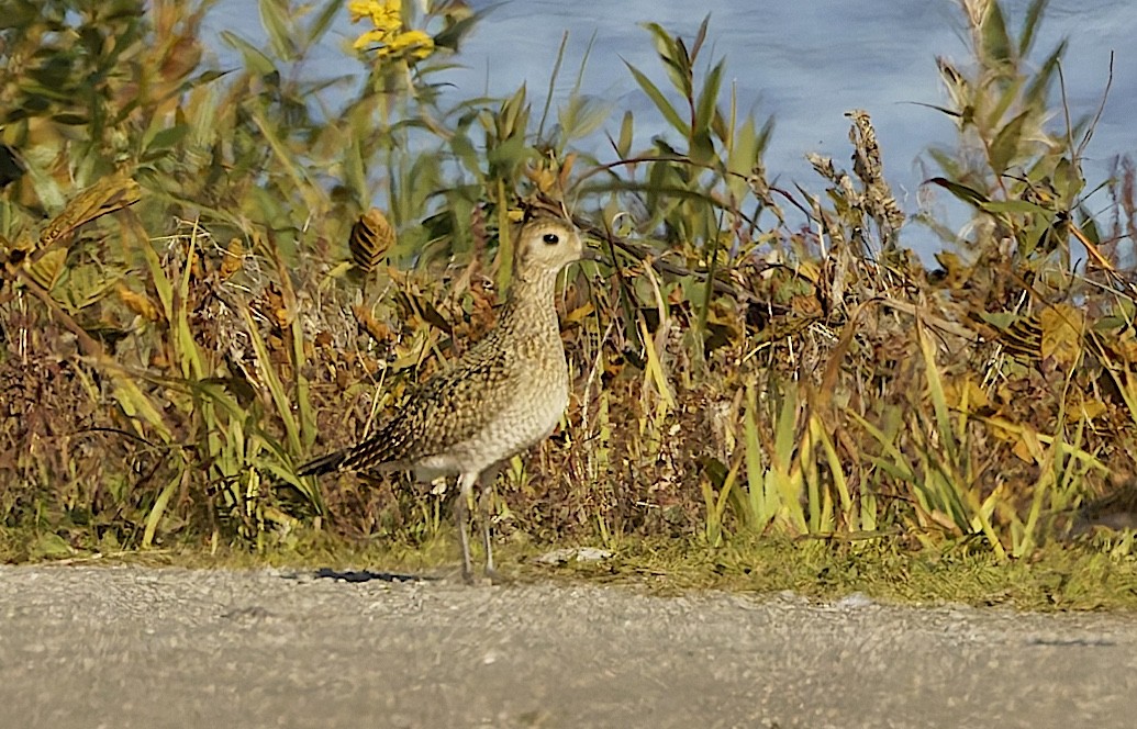 European Golden-Plover - ML645774298