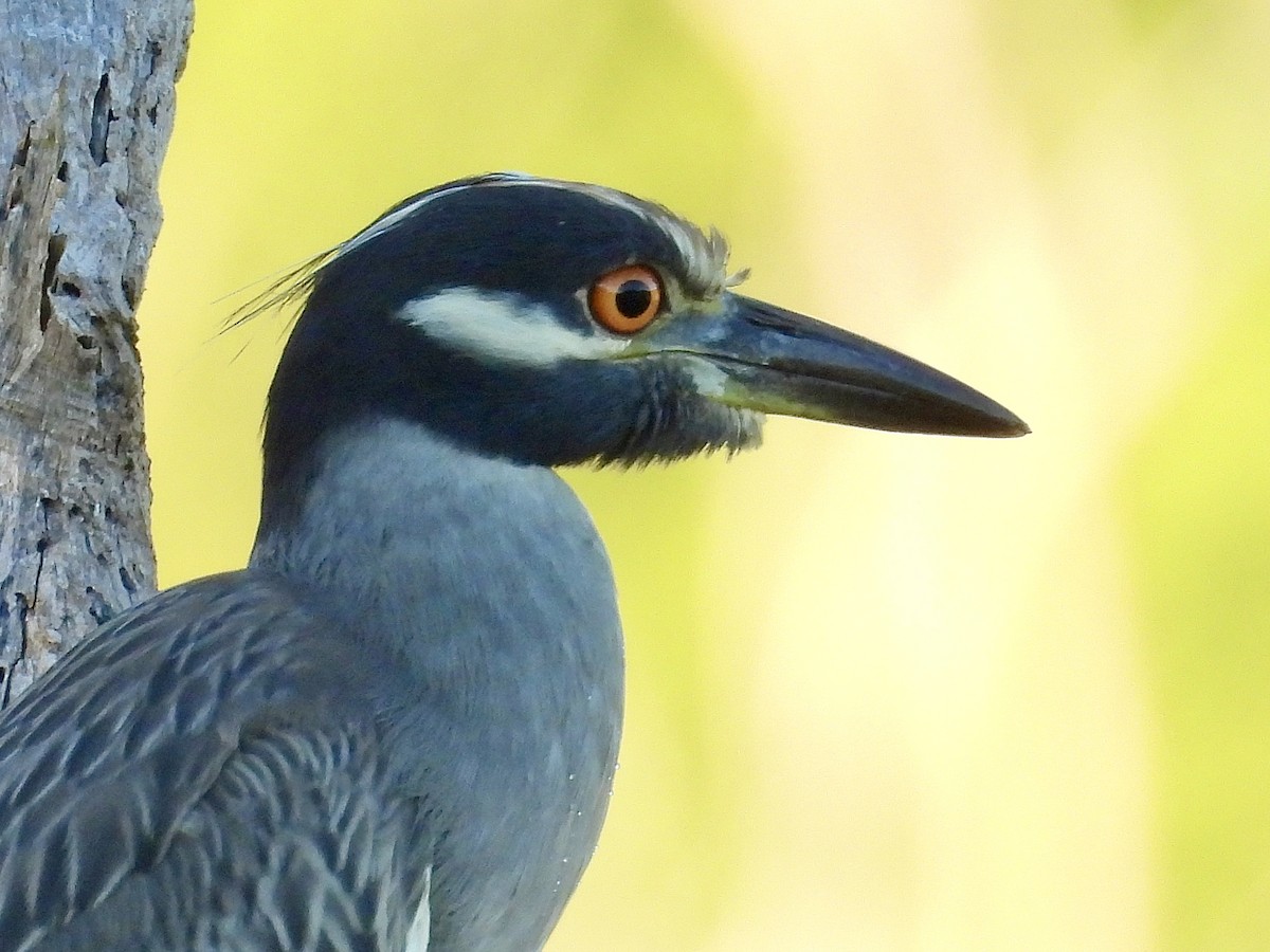 Yellow-crowned Night Heron - ML645774299