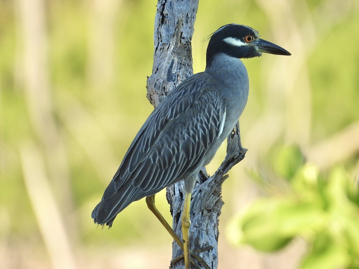 Yellow-crowned Night Heron - ML645774300
