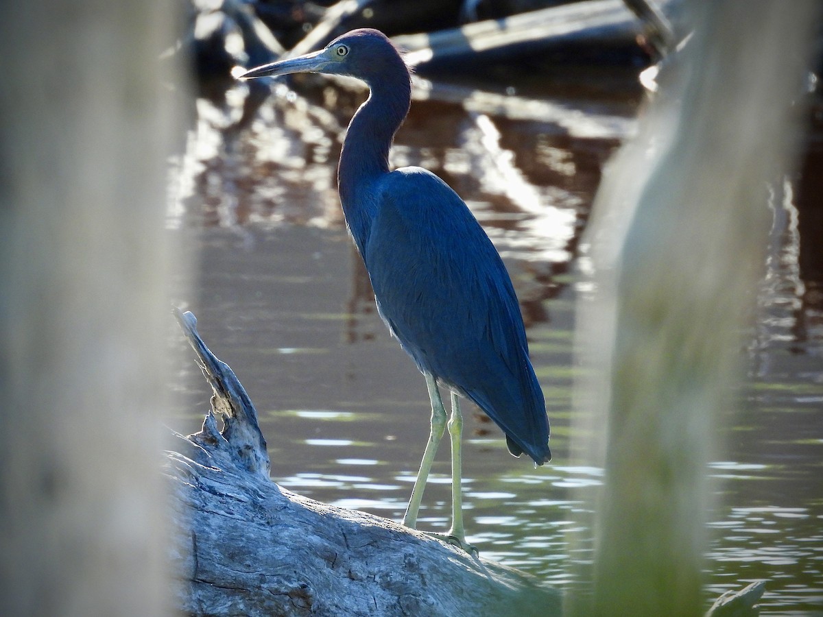 Little Blue Heron - ML645774302