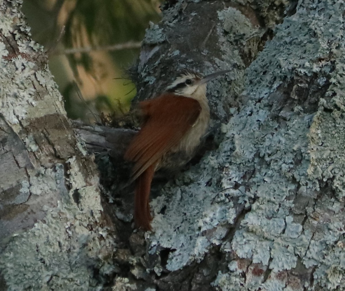 Narrow-billed Woodcreeper - ML645774303