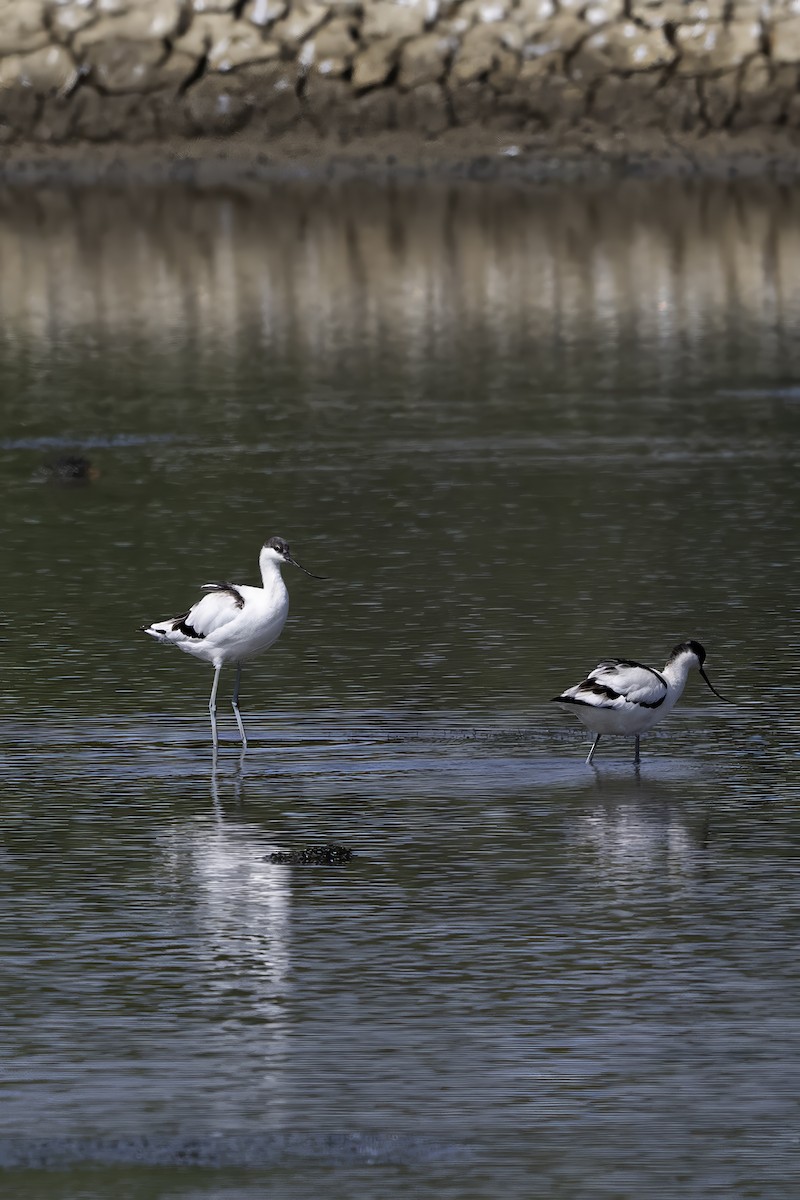 Алаг ээтэн - ML645774304