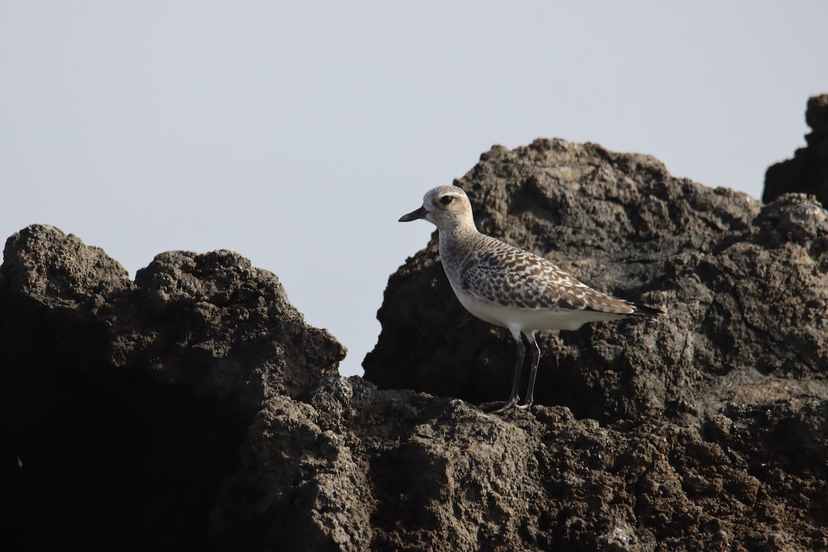 Black-bellied Plover - ML645774308
