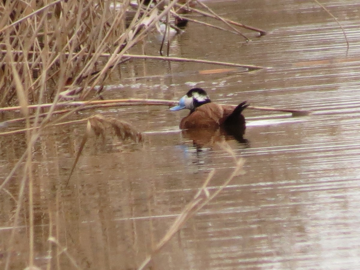 White-headed Duck - ML645774309