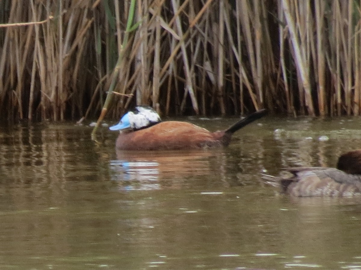 White-headed Duck - ML645774310
