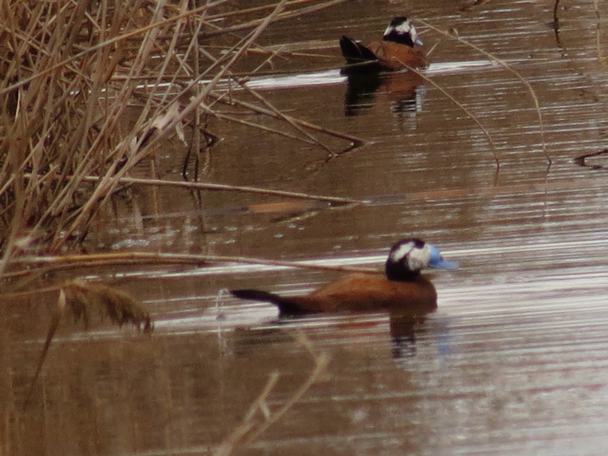White-headed Duck - ML645774311