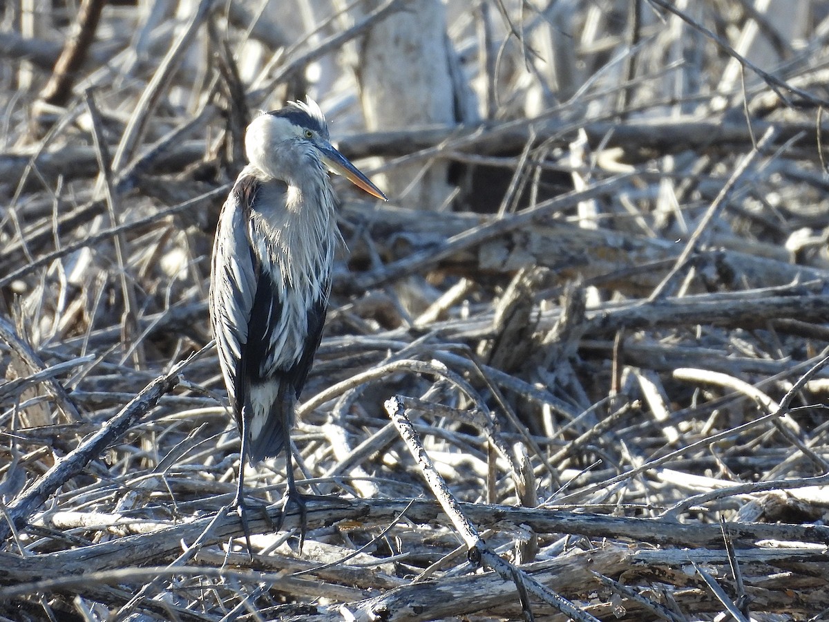 Great Blue Heron - ML645774312