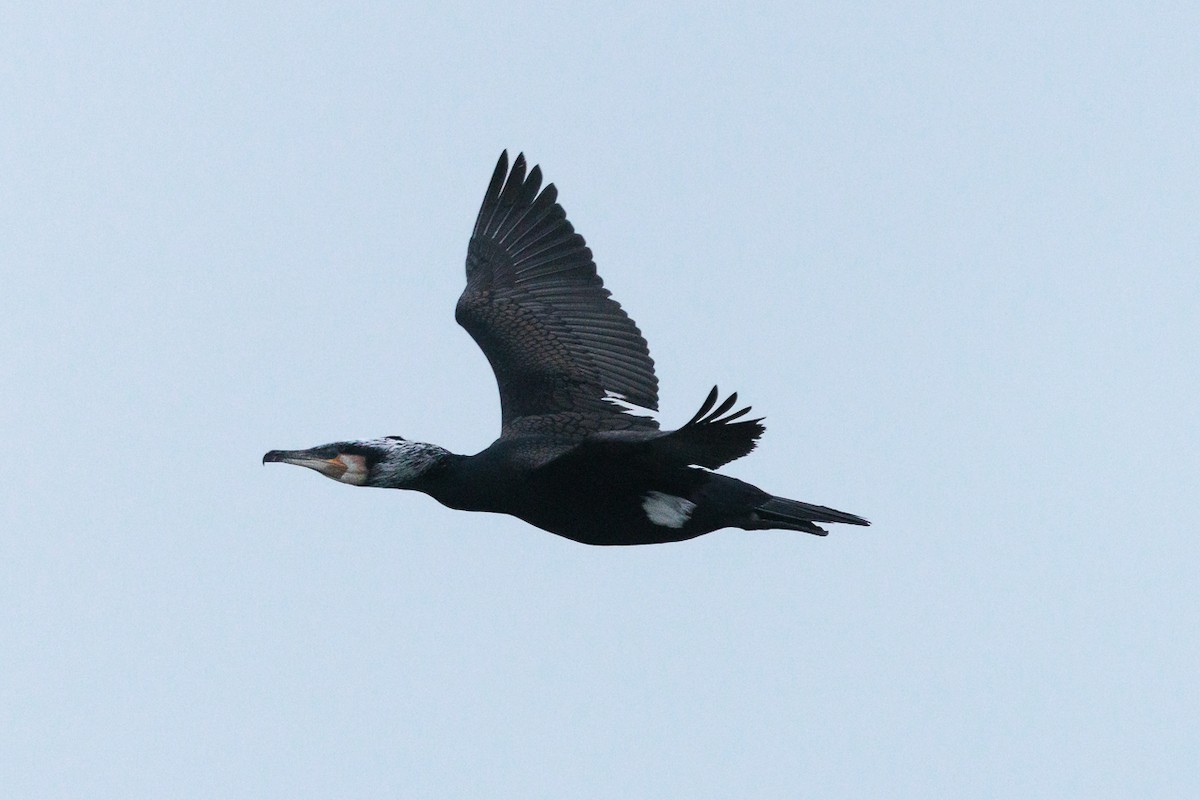 Great Cormorant - ML645774313