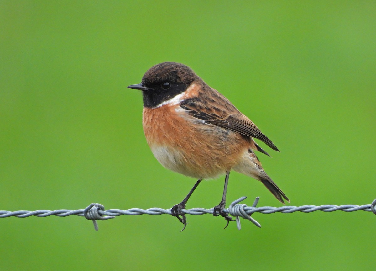 European Stonechat - ML645774314
