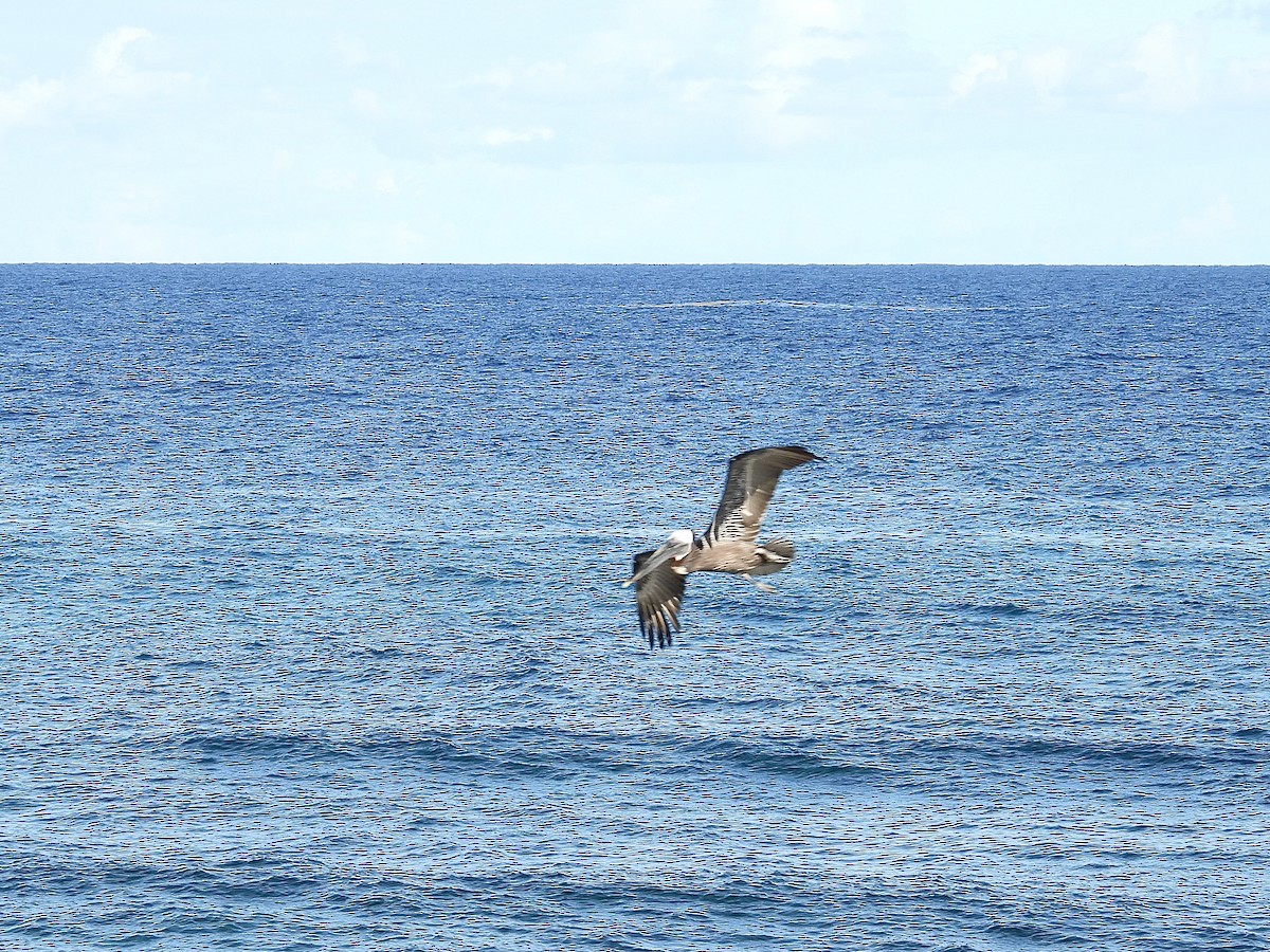 Brown Pelican - ML645774315