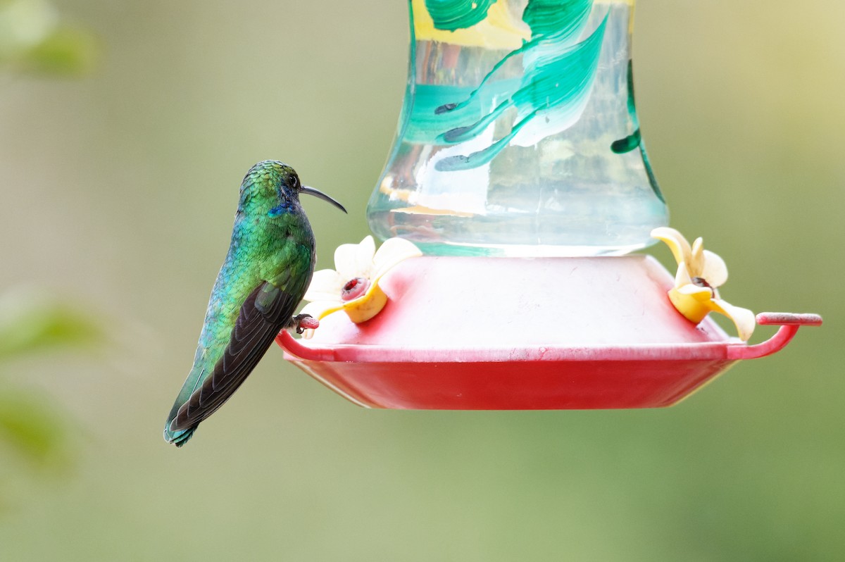 Lesser Violetear - ML645774317