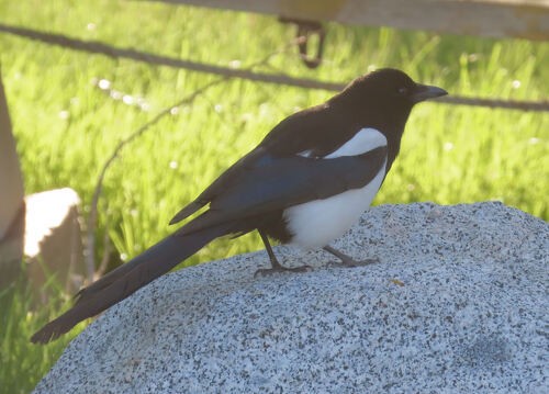 Black-billed Magpie - ML645774320