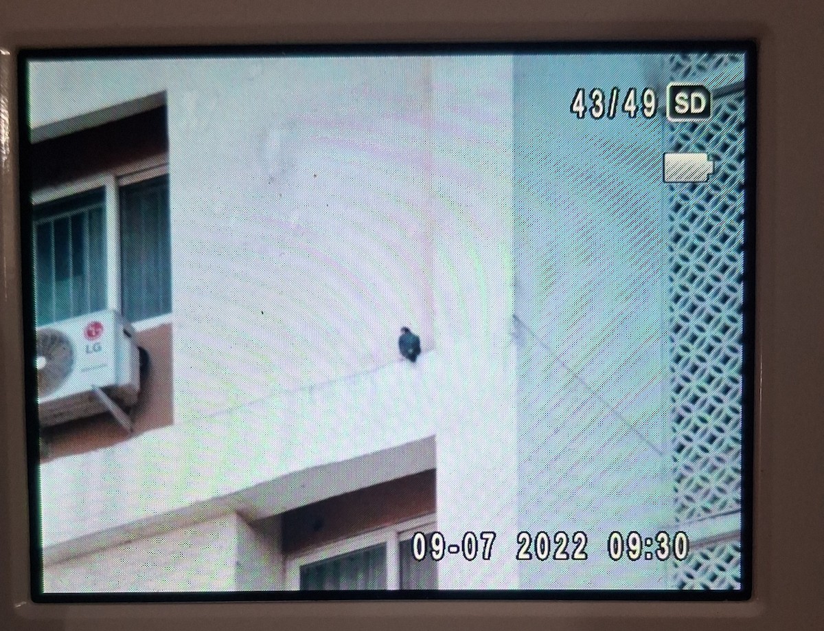 Peregrine Falcon (Shaheen) - ML645774325