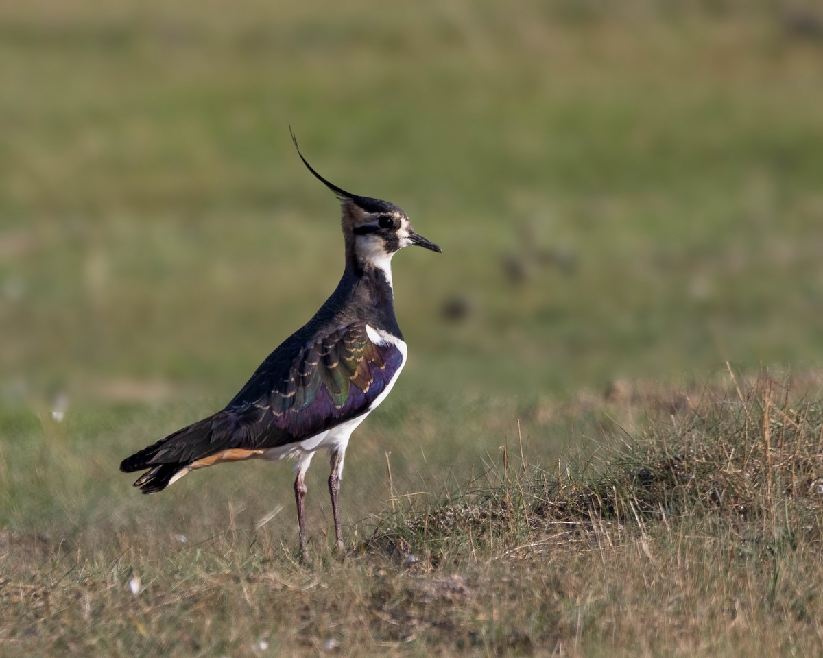Northern Lapwing - ML645774326