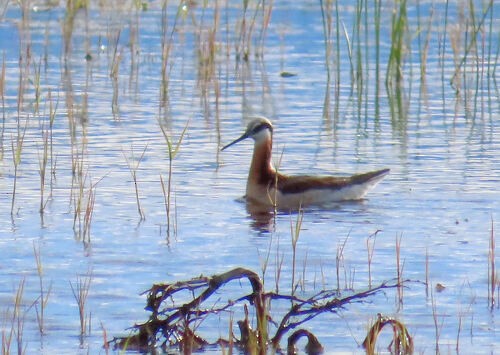 Wilsonwassertreter - ML645774333